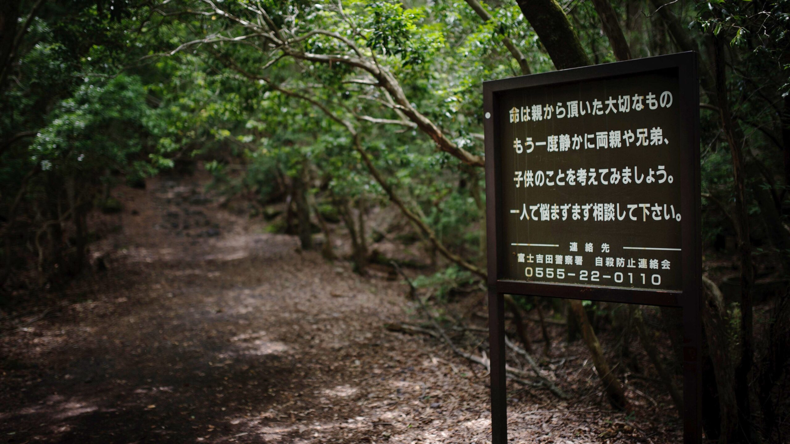 Most Haunted Places in the World - Aokigahara Forest